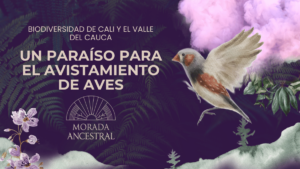 Biodiversidad de Cali y el Valle del Cauca Un Paraiso para el Avistamiento de Aves